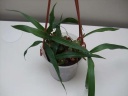 Nom du fichier=expo_orchidees_136_PhotoRedukto.jpg
Taille du fichier=18Ko
Dimensions : 640x480
Ajouté le : 13 Juin 2016 expo_orchidees_136_PhotoRedukto.jpg