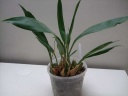 expo_orchidees_139_PhotoRedukto.jpg