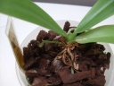 expo_orchidees_141_PhotoRedukto~0.jpg