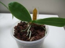 Nom du fichier=expo_orchidees_144_PhotoRedukto.jpg
Taille du fichier=20Ko
Dimensions : 640x480
Ajouté le : 13 Juin 2016 expo_orchidees_144_PhotoRedukto.jpg