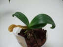 Nom du fichier=expo_orchidees_145_PhotoRedukto.jpg
Taille du fichier=12Ko
Dimensions : 640x480
Ajouté le : 13 Juin 2016 expo_orchidees_145_PhotoRedukto.jpg