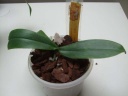 Nom du fichier=expo_orchidees_146_PhotoRedukto.jpg
Taille du fichier=17Ko
Dimensions : 640x480
Ajouté le : 13 Juin 2016 expo_orchidees_146_PhotoRedukto.jpg