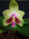 Nom du fichier=orchidees_001_PhotoRedukto.jpg
Taille du fichier=75Ko
Dimensions : 600x800
Ajouté le : 05 Août 2015 orchidees_001_PhotoRedukto.jpg