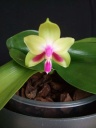 orchidees_003_PhotoRedukto.jpg