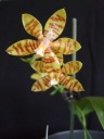 orchidees_010_PhotoRedukto.jpg