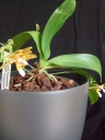 orchidees_012_PhotoRedukto.jpg