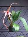 orchidees_032_PhotoRedukto.jpg