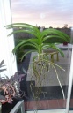 Nom du fichier=Vanda_Fevrier_2016.JPG
Taille du fichier=148Ko
Dimensions : 522x800
Ajouté le : 09 Février 2016 Vanda_Fevrier_2016.JPG