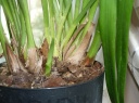cymbidium_janvier_2016.JPG