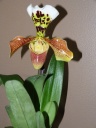 Nom du fichier=paphiopedilum_janvier_2016.JPG
Taille du fichier=177Ko
Dimensions : 600x800
Ajouté le : 16 Janvier 2016 paphiopedilum_janvier_2016.JPG