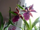 zygopetalum_janvier_2016.JPG
