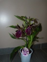 Nom du fichier=zygopetalum_janvier_2016_28229.JPG
Taille du fichier=161Ko
Dimensions : 600x800
Ajouté le : 16 Janvier 2016 zygopetalum_janvier_2016_28229.JPG