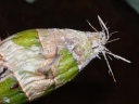 Nom du fichier=DSCN3639_compressee.jpg
Taille du fichier=31Ko
Dimensions : 448x336
Ajouté le : 24 Février 2016 DSCN3639_compressee.jpg