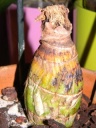 pseudobulbe_DSCN3634_compressee.jpg