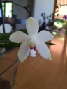 Nom du fichier=image~44.jpeg
Taille du fichier=57Ko
Dimensions : 480x640
Ajouté le : 25 Juin 2016 image~44.jpeg