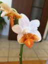 Nom du fichier=image~46.jpeg
Taille du fichier=91Ko
Dimensions : 600x800
Ajouté le : 25 Juin 2016 image~46.jpeg