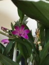 Nom du fichier=image~5.jpeg
Taille du fichier=112Ko
Dimensions : 600x800
Ajouté le : 29 Mars 2016 image~5.jpeg