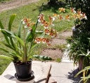 Nom du fichier=Orchidees_001.jpg
Taille du fichier=319Ko
Dimensions : 800x736
Ajouté le : 14 Juin 2020 Orchidees_001.jpg